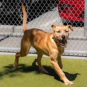 Enlarge Milo, a Adoptable Terrier in Santa Cruz, CA image 1/5