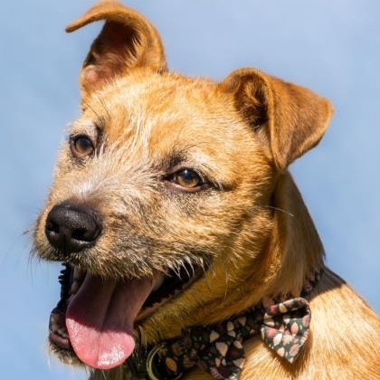 Milo, Adoptable, Young Male Terrier.