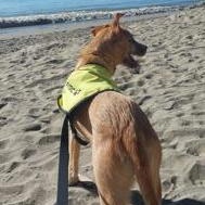 Enlarge Milo, a Adoptable Terrier in Santa Cruz, CA image 4/5