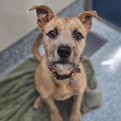 Enlarge Milo, a Adoptable Terrier in Santa Cruz, CA image 5/5