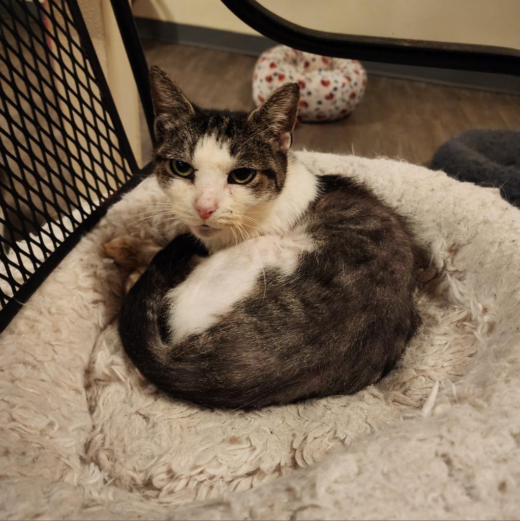 Ceetee, a Adoptable Domestic Short Hair in Glenfield, NY image 1/3