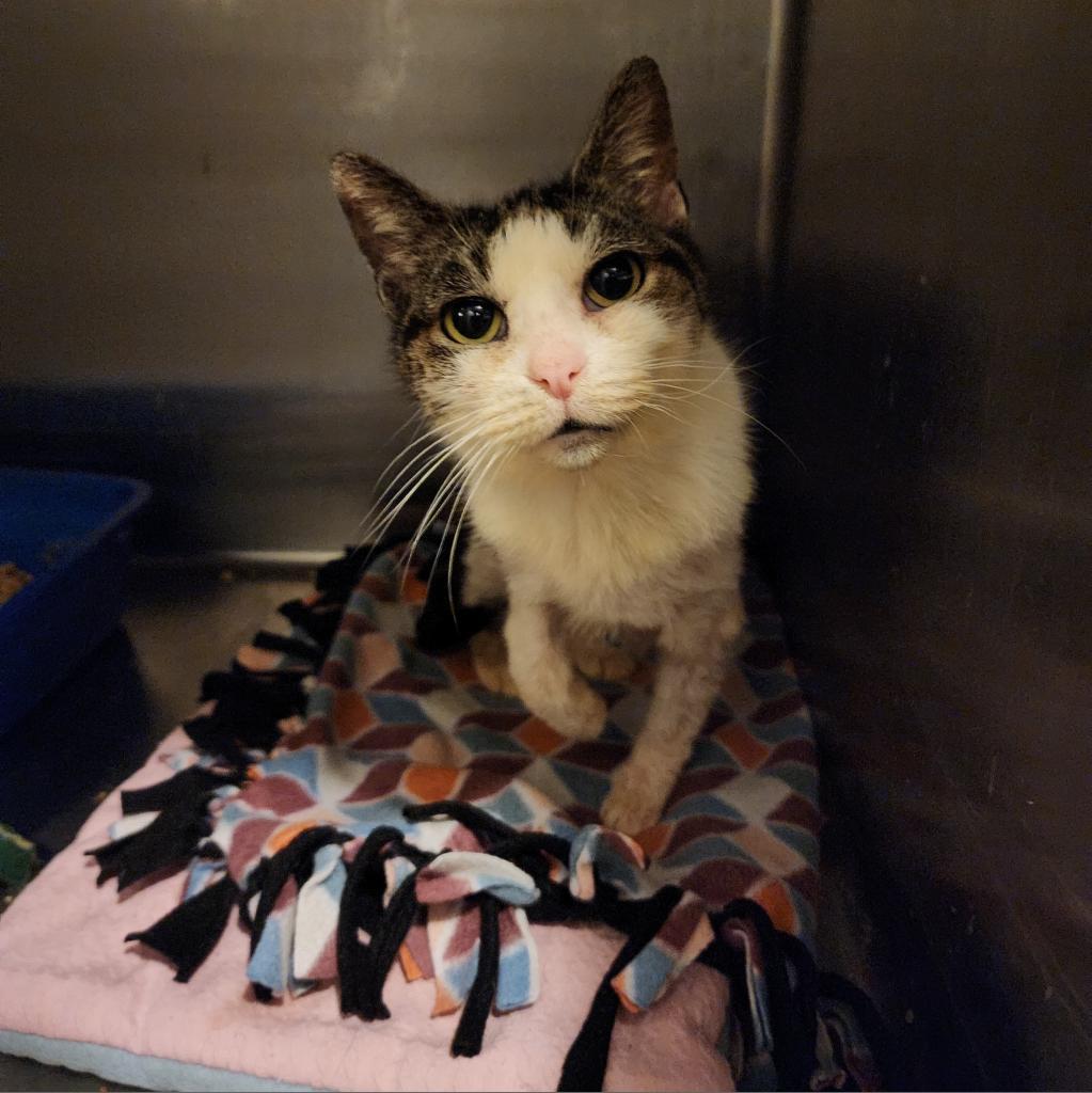 Ceetee, a Adoptable Domestic Short Hair in Glenfield, NY image 2/3