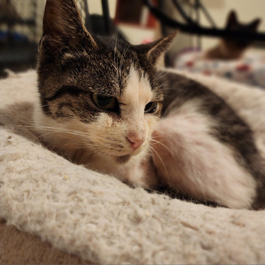 Ceetee, a Adoptable Domestic Short Hair in Glenfield, NY image 3/3