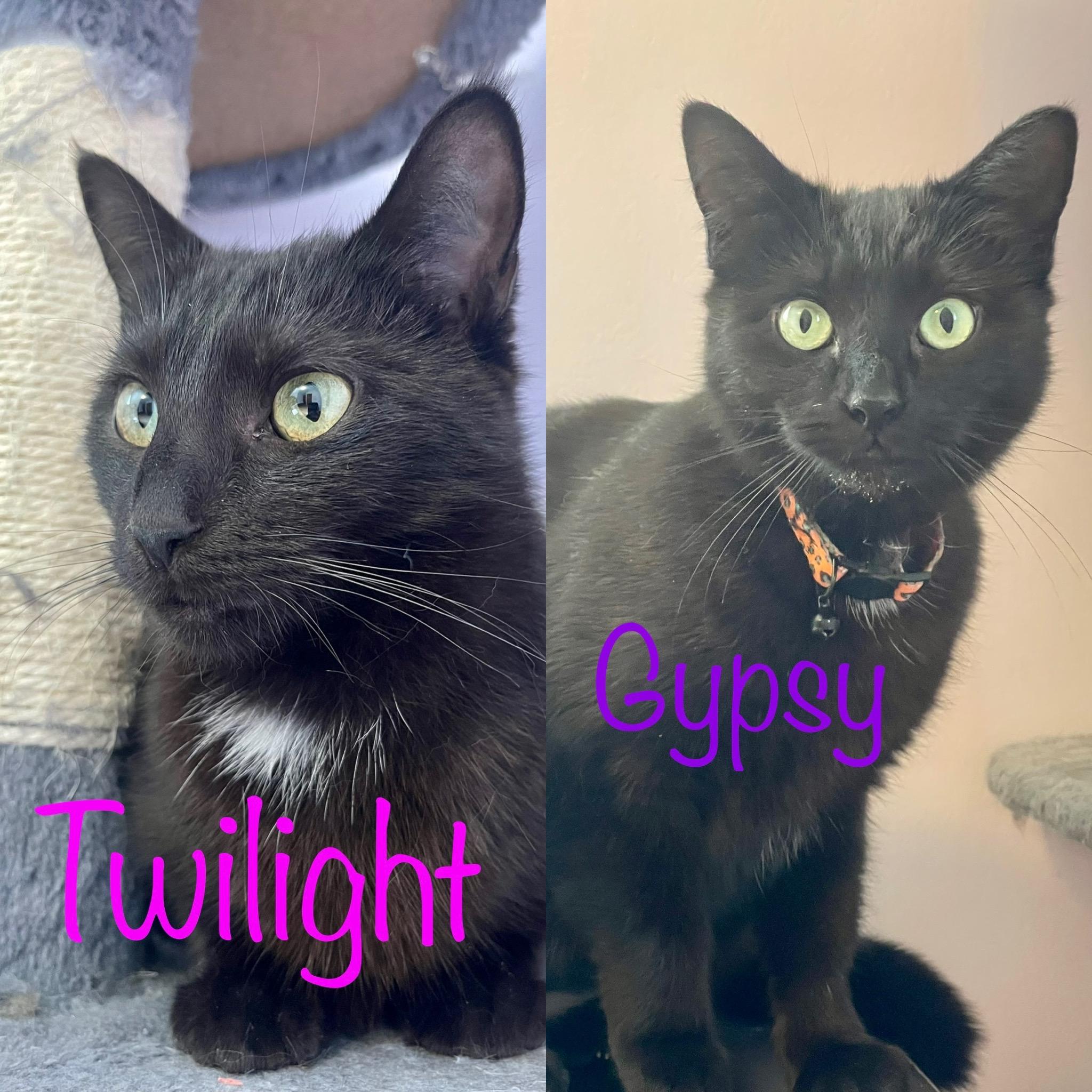 Enlarge Twilight & Gypsy, a Adoptable Domestic Short Hair in Frewsburg, NY image 3/5