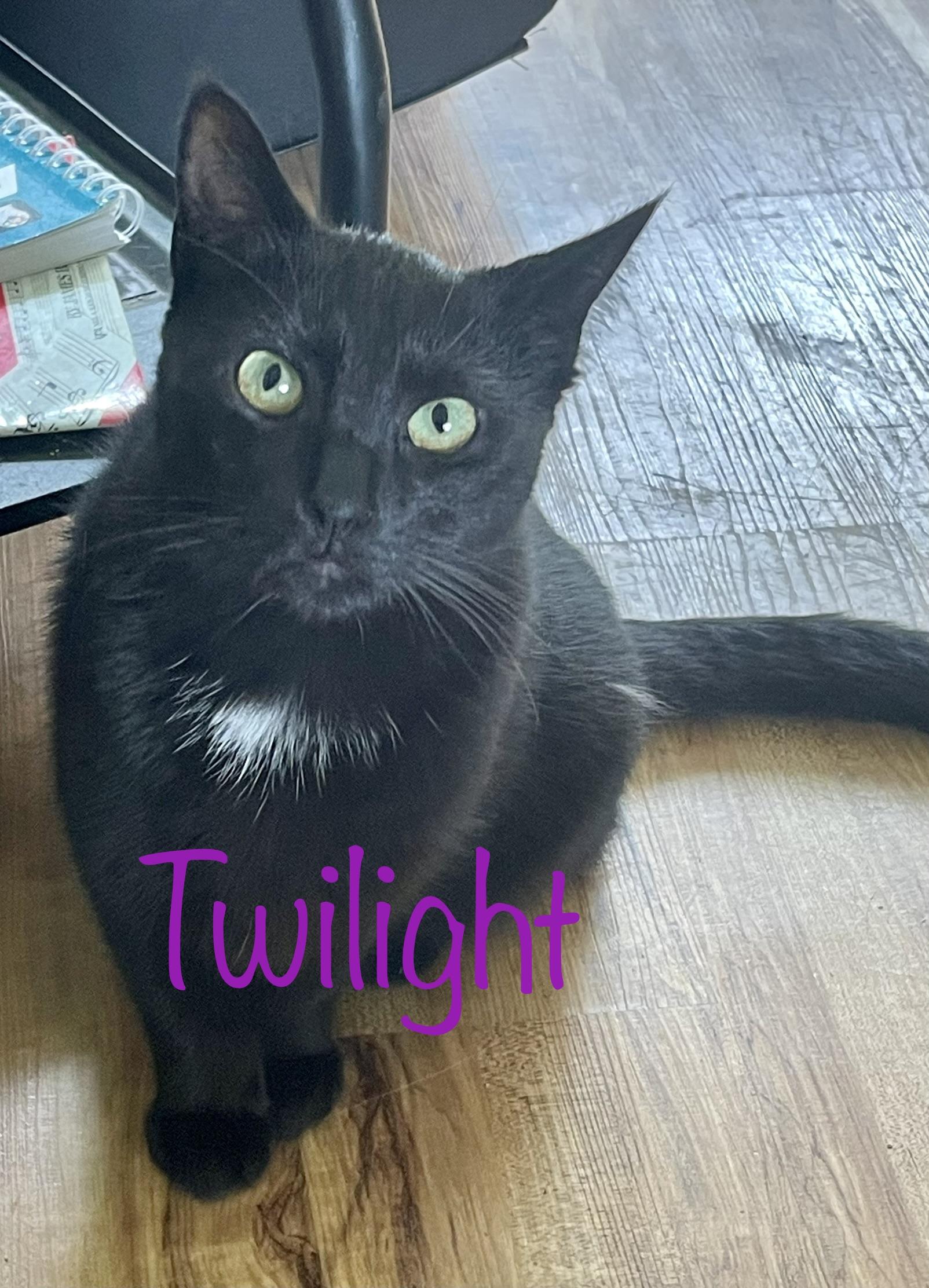 Enlarge Twilight & Gypsy, a Adoptable Domestic Short Hair in Frewsburg, NY image 4/5