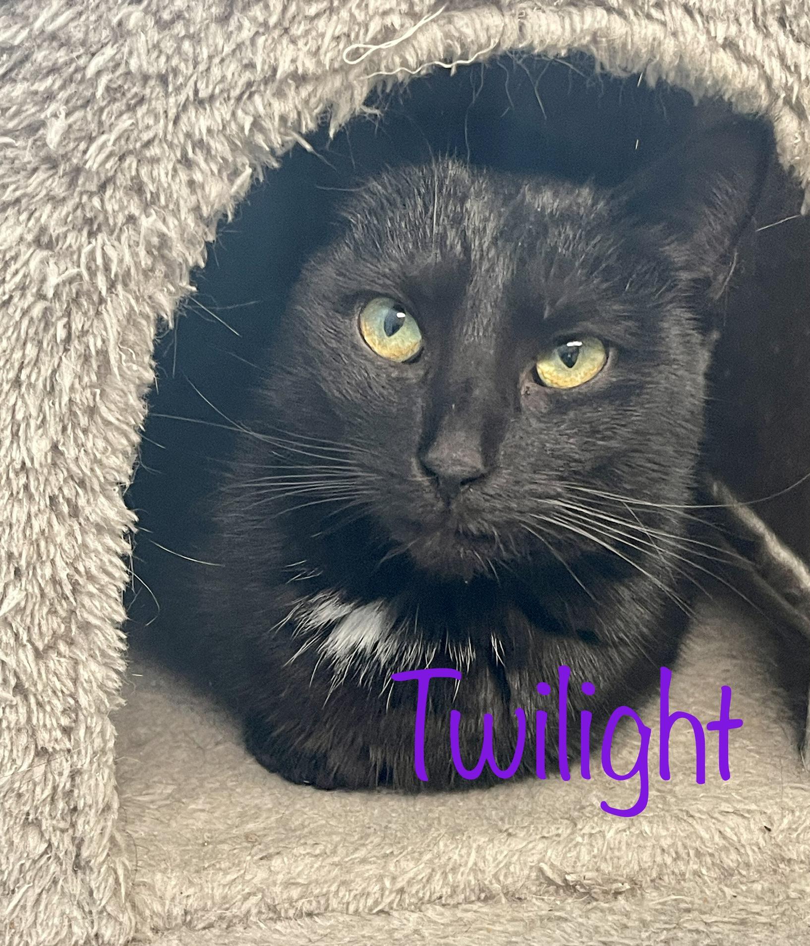 Enlarge Twilight & Gypsy, a Adoptable Domestic Short Hair in Frewsburg, NY image 5/5
