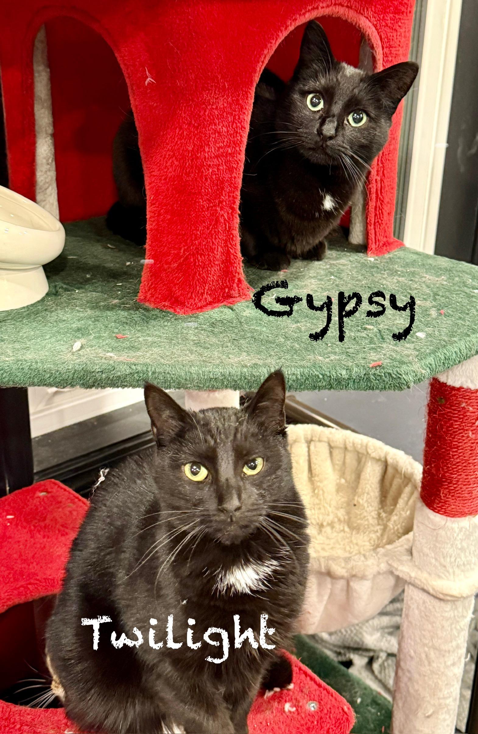 Enlarge Twilight & Gypsy, a Adoptable Domestic Short Hair in Frewsburg, NY image 1/5