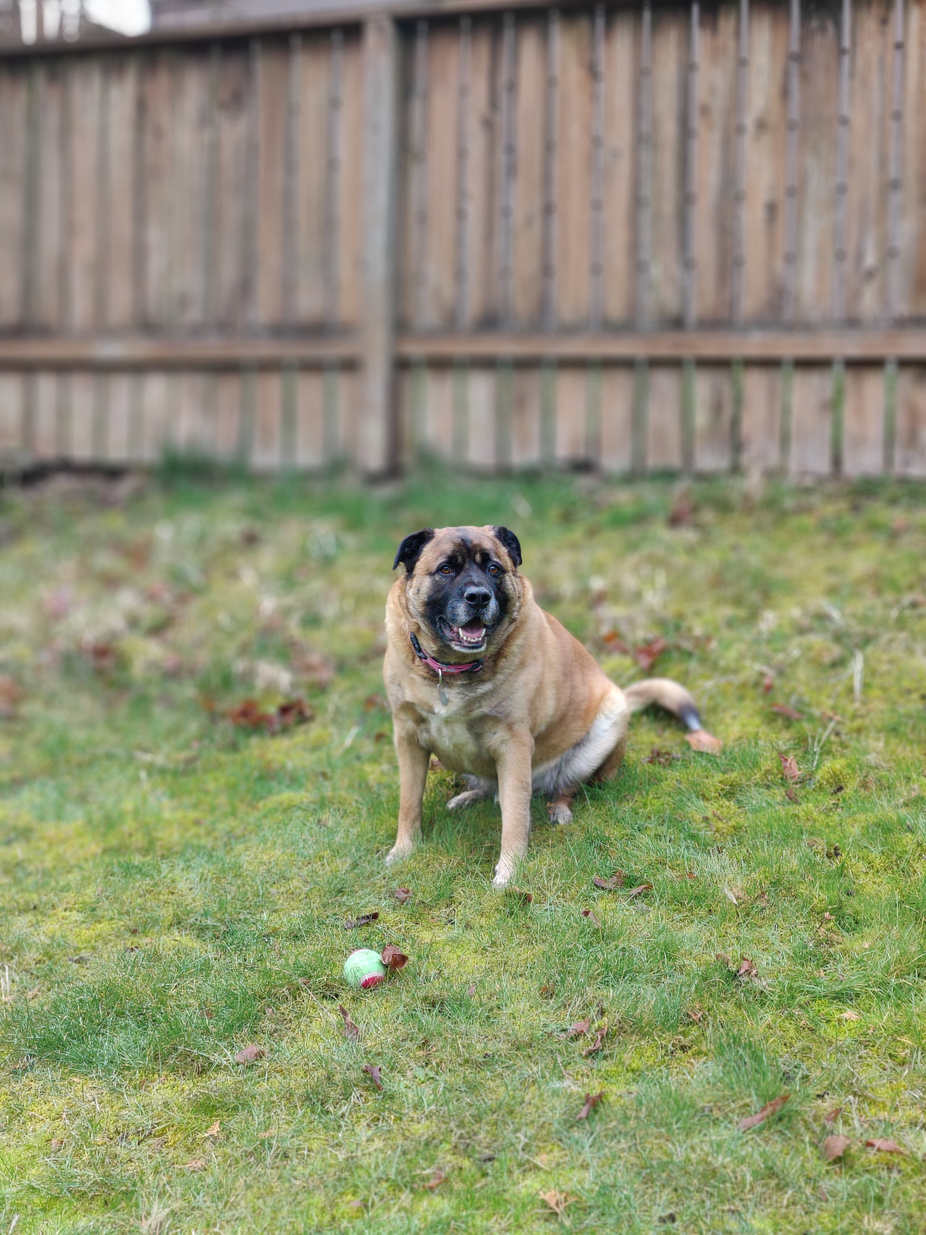 Otis - Big Hunk of Love, Adoptable, Adult Male Rottweiler & German Shepherd Dog.