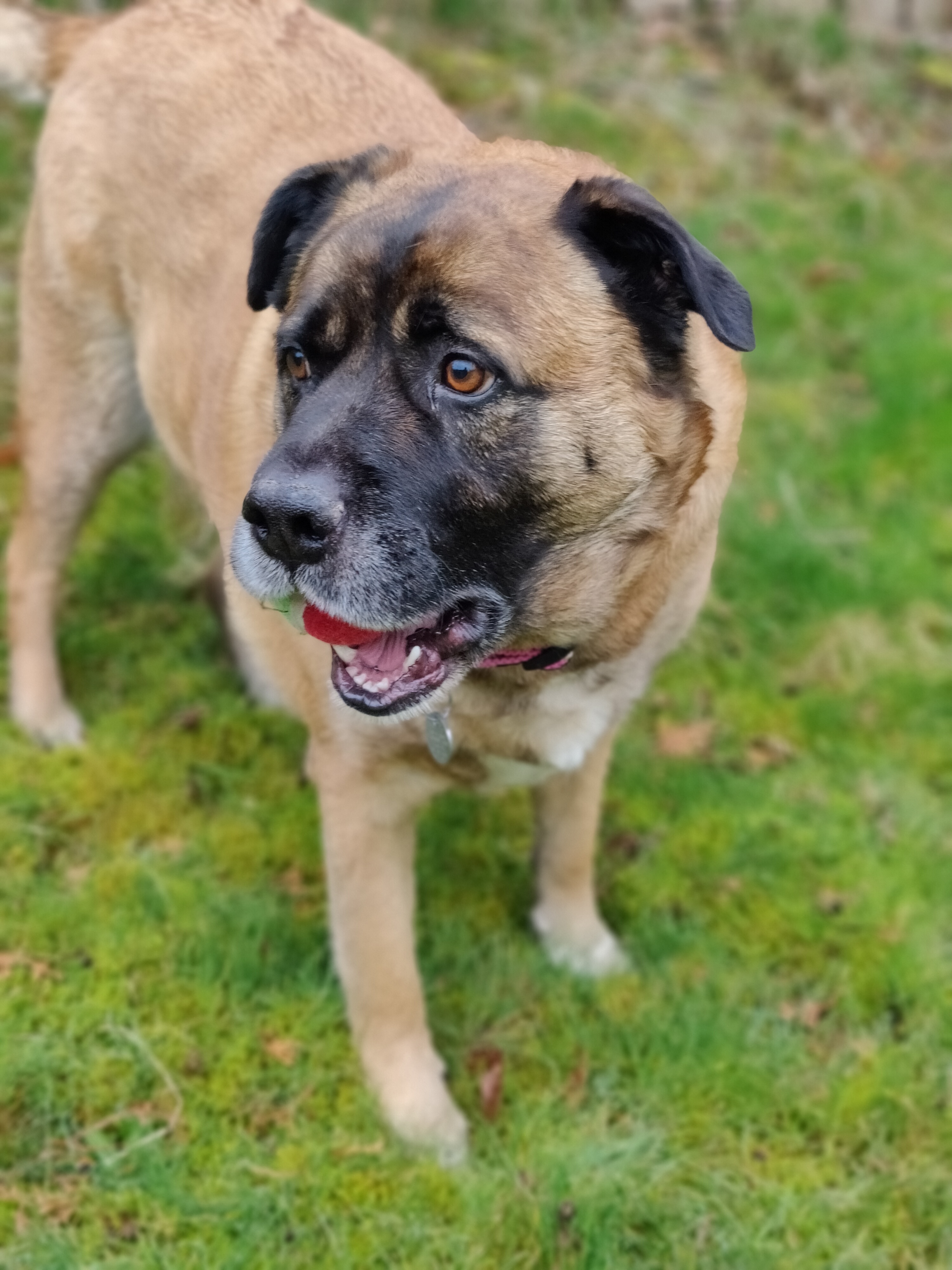 Otis - Big Hunk of Love, a Adoptable mixed breed in Tacoma, WA image 4/5