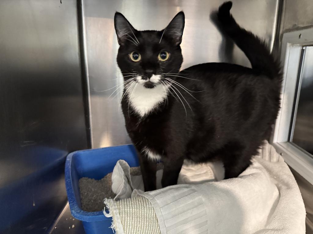 Fluffy (Inyo K13), Adoptable, Young Female Domestic Short Hair.