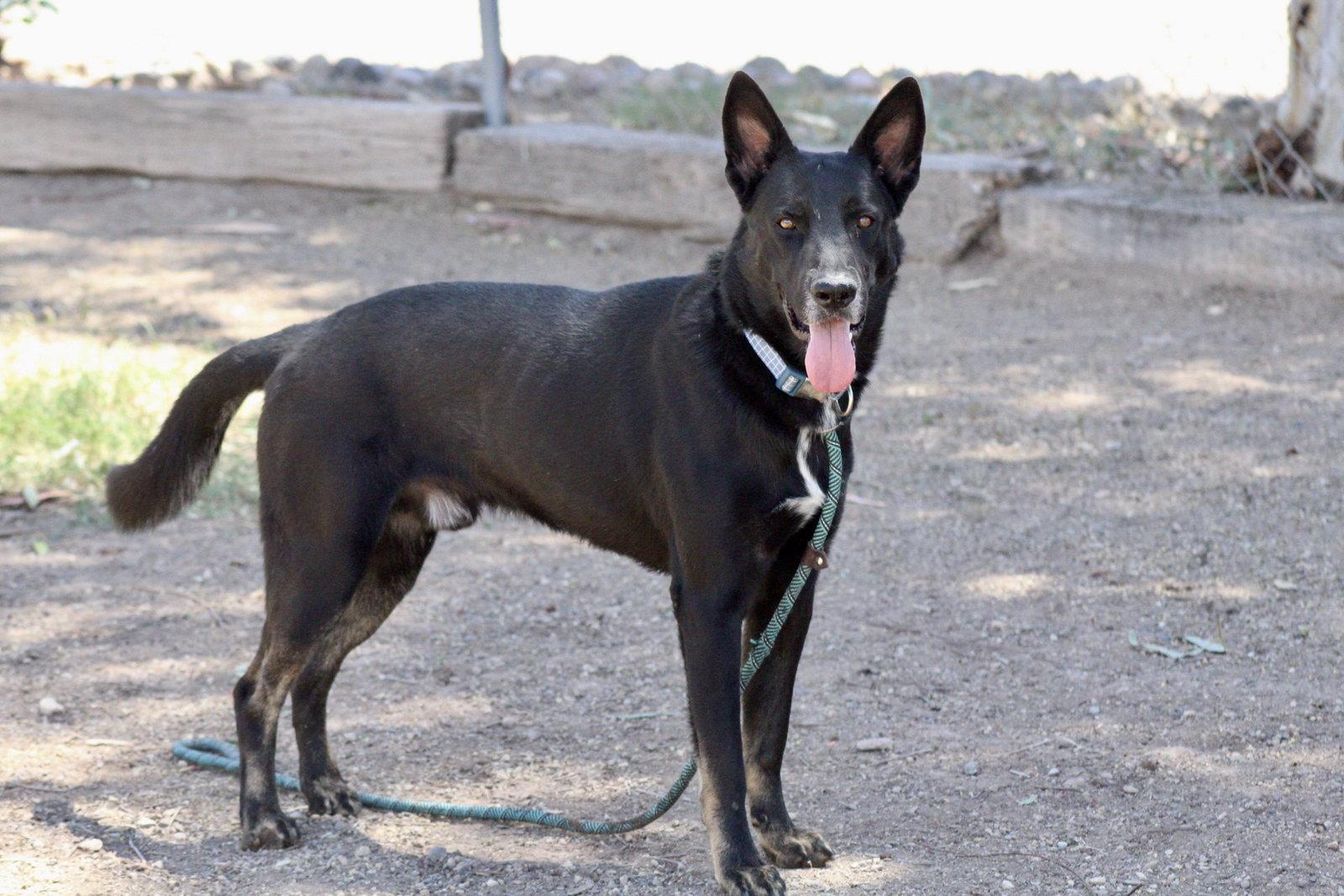 Ernie, Adoptable, Adult Male Shepherd.