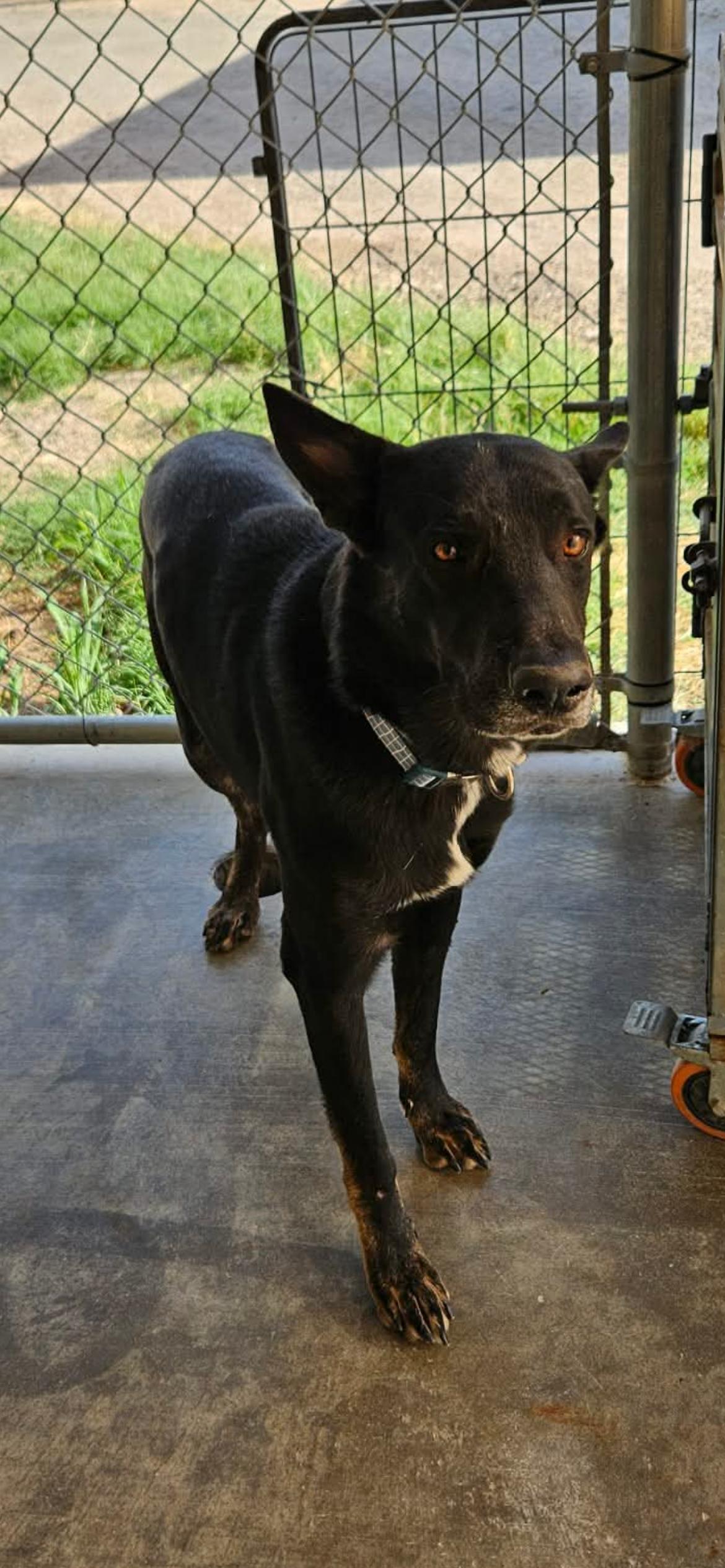 Enlarge Ernie, a Adoptable Shepherd in El Centro, CA image 2/2