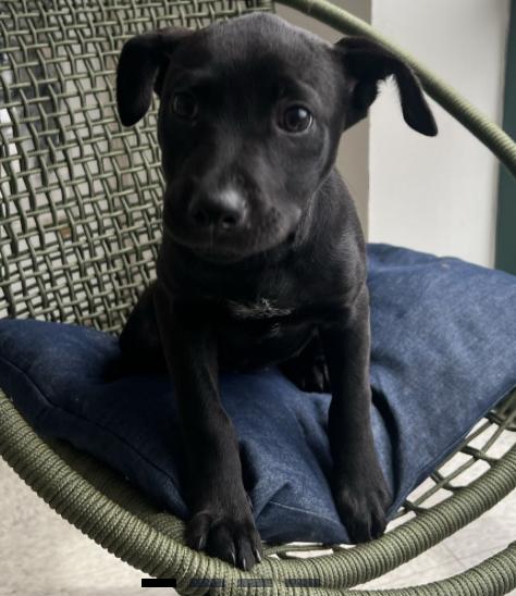 Tate, ADOPTABLE, Puppy Male Mixed Breed.