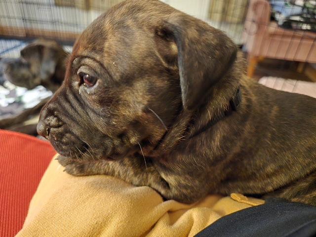 Enlarge Hank (Black Collar), a Adoptable Mastiff in Chambersburg, PA image 2/3
