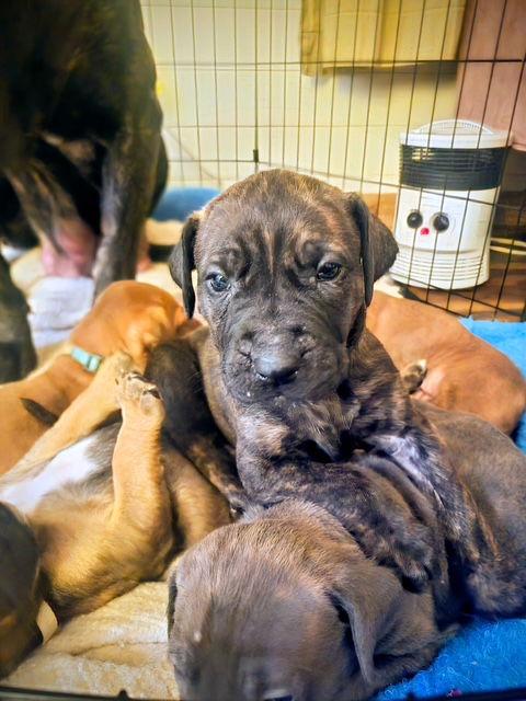 Enlarge Hank (Black Collar), a Adoptable Mastiff in Chambersburg, PA image 3/3