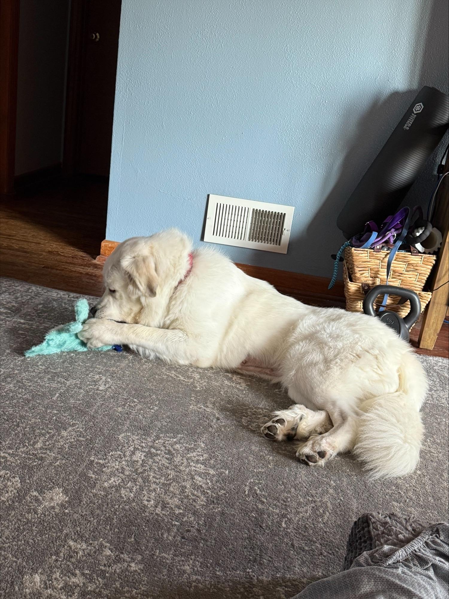 Cersei, Adoptable, Young Female Great Pyrenees.