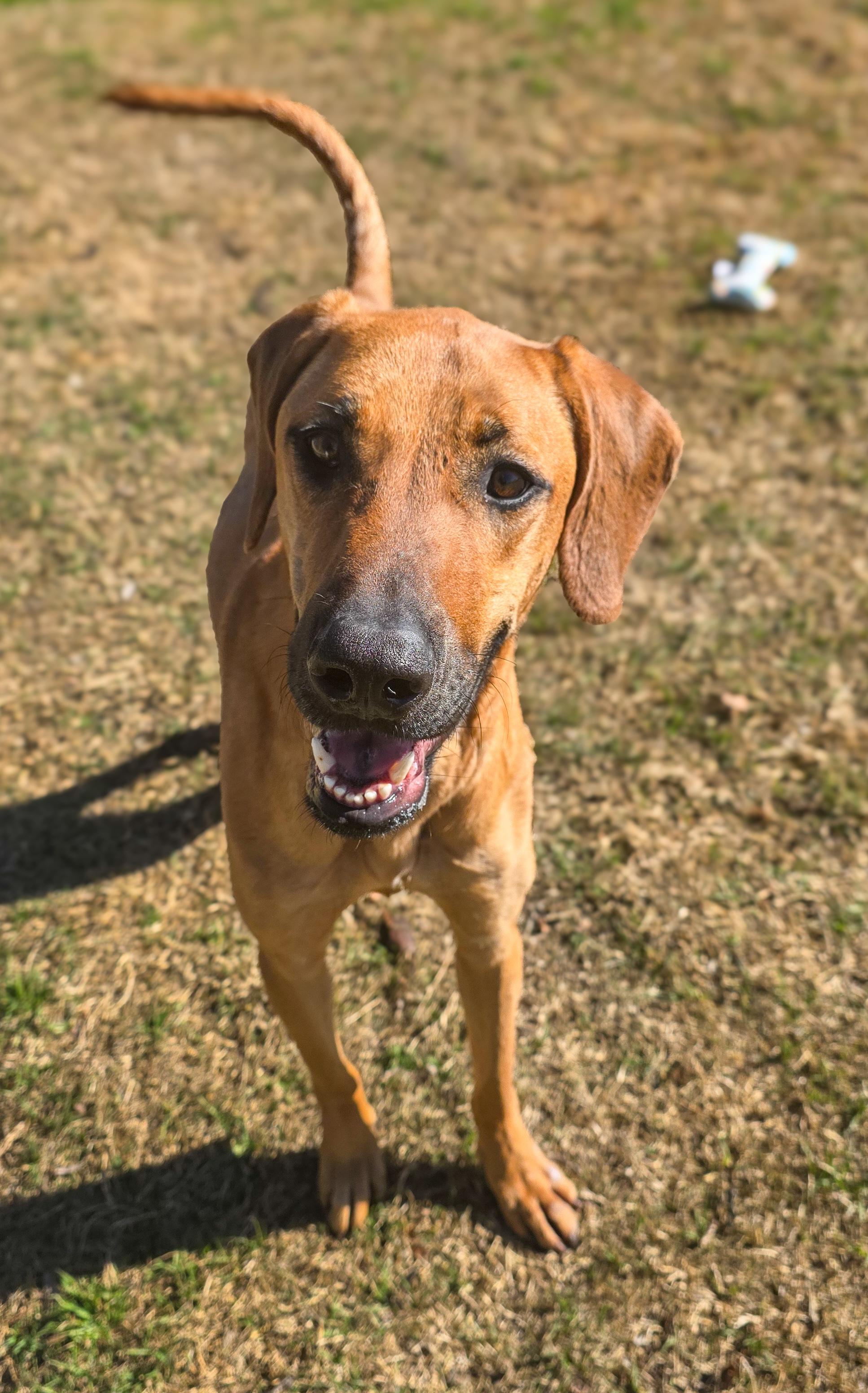 Enlarge Brownie , a Adoptable mixed breed in Chesterton, IN image 2/6