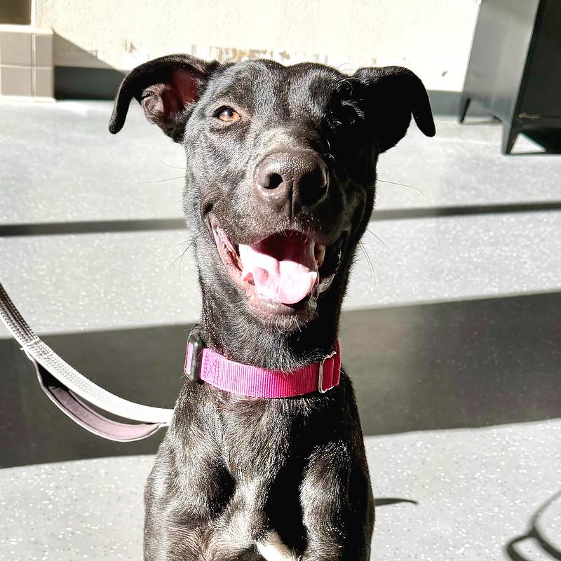 Espresso , ADOPTABLE, Adult Female Mixed Breed.