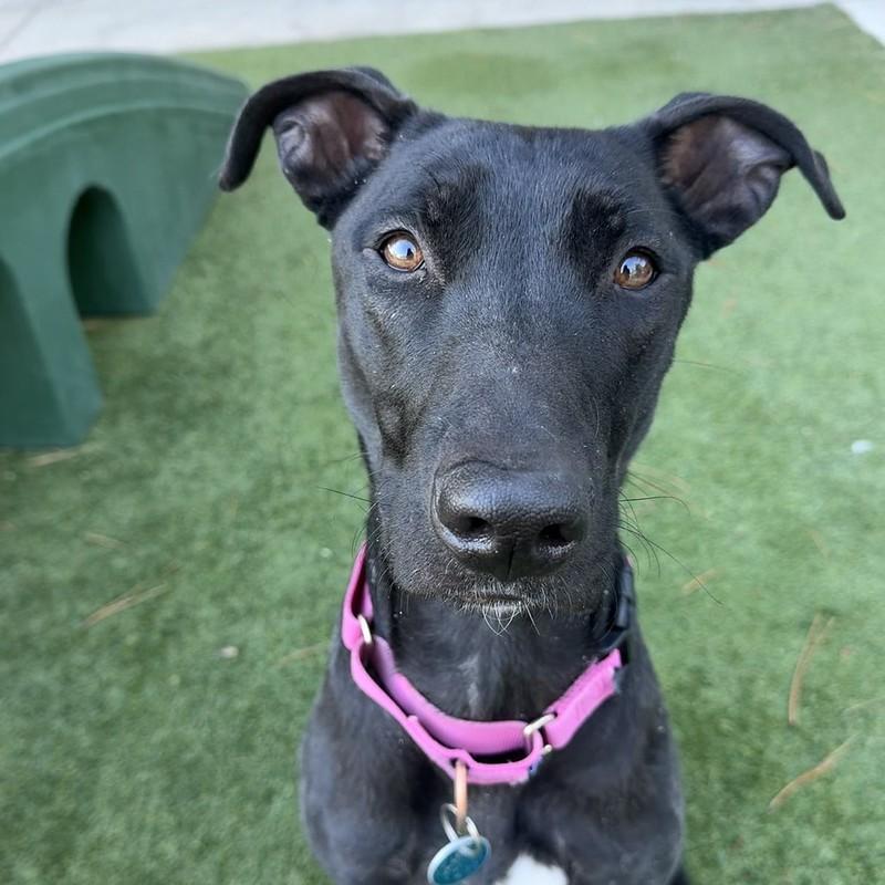 Enlarge Espresso , a ADOPTABLE Mixed Breed in Truckee, CA image 3/4