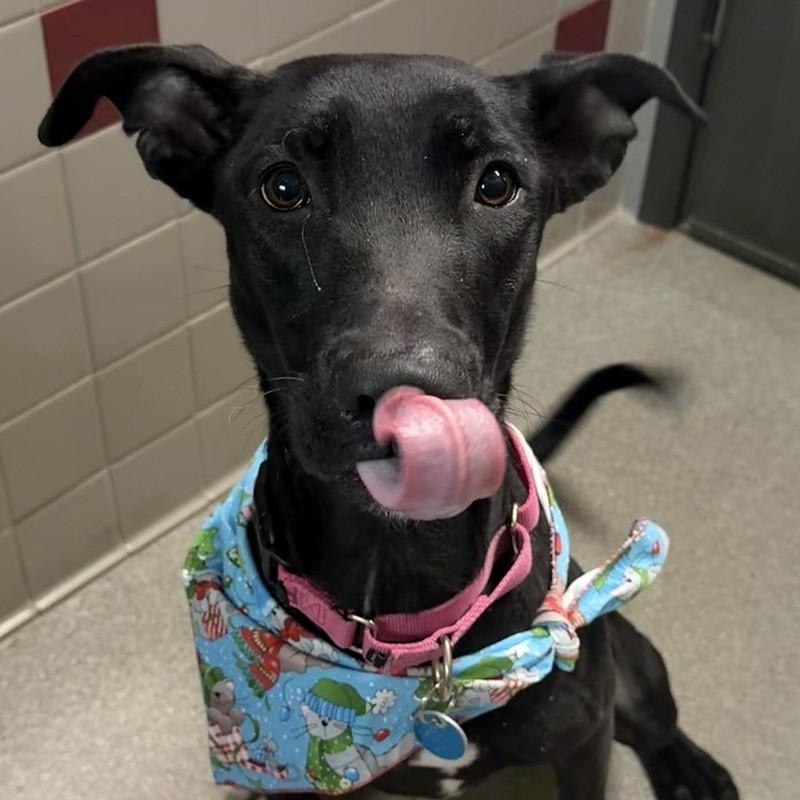 Enlarge Espresso , a ADOPTABLE Mixed Breed in Truckee, CA image 2/4