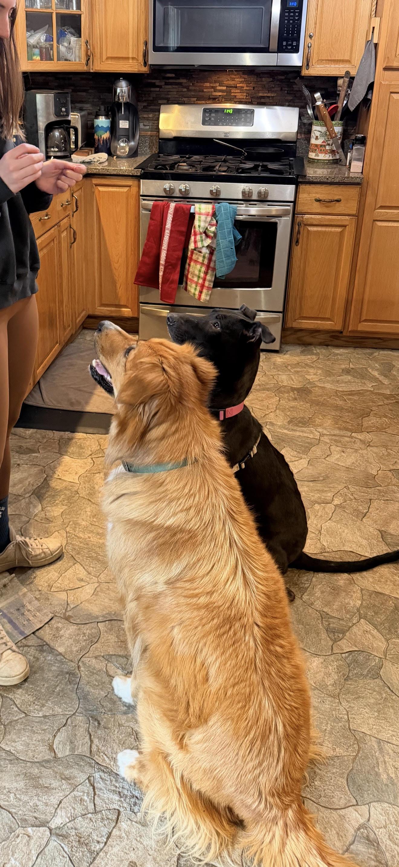 Enlarge Espresso , a ADOPTABLE Mixed Breed in Truckee, CA image 4/4