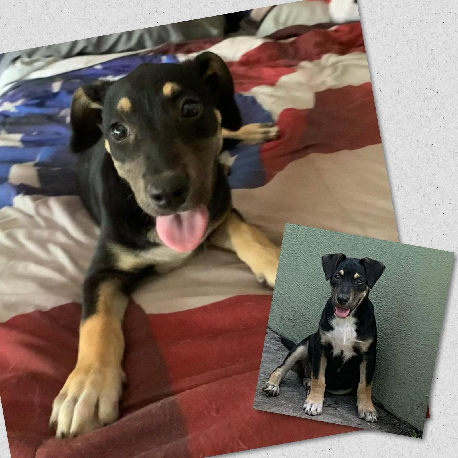 Tootsie, Adoptable, Young Female Labrador Retriever.