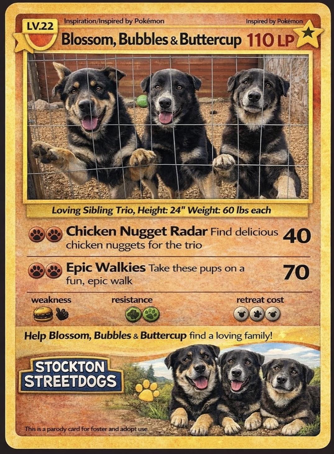 Enlarge Buttercup, an adopted German Shepherd Dog in stockton, CA image 5/5