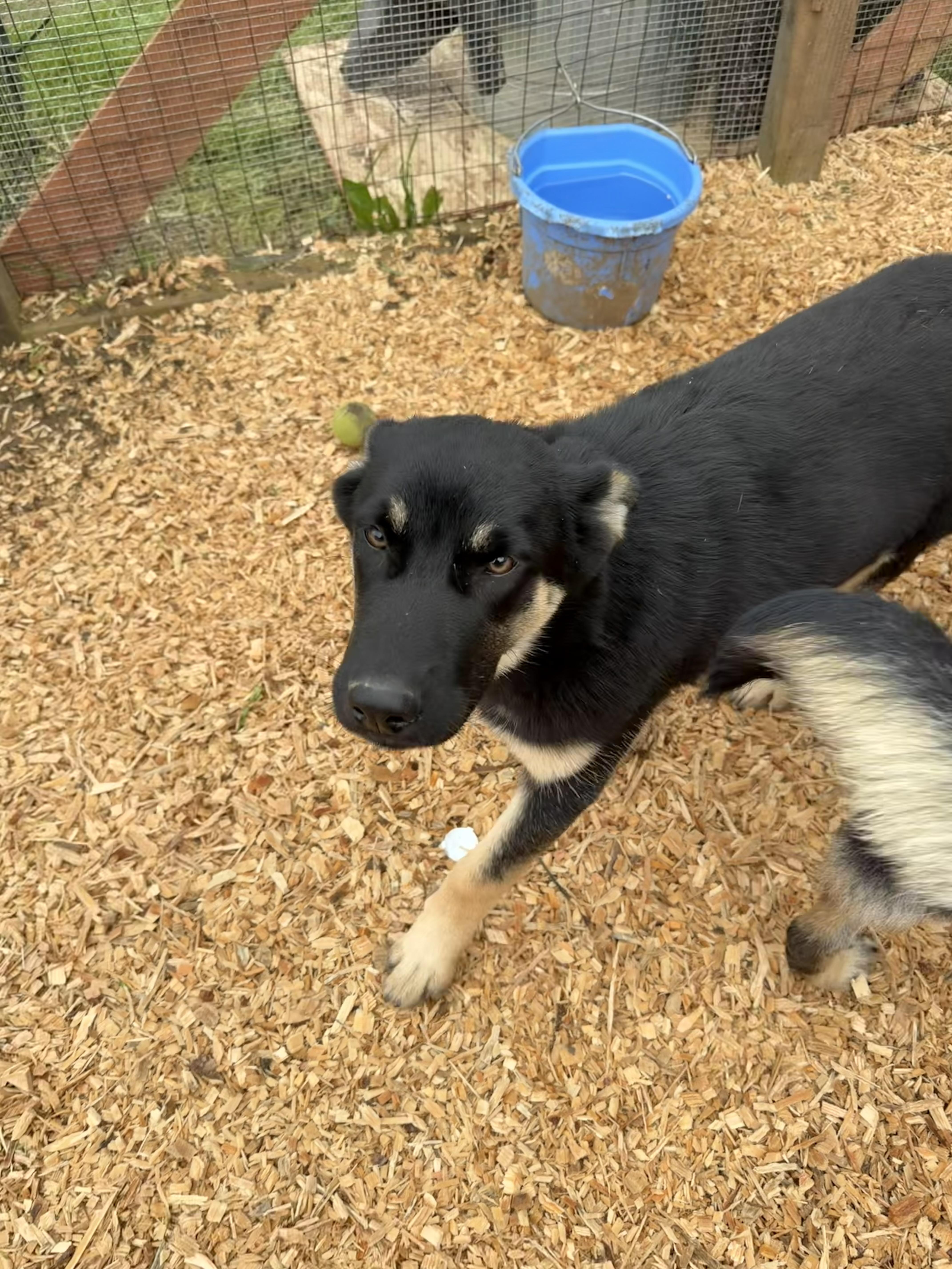 Enlarge Buttercup, an adopted German Shepherd Dog in stockton, CA image 4/5