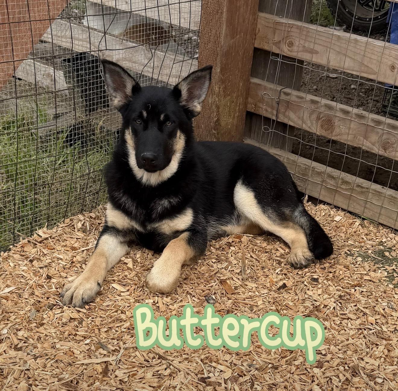 Enlarge Buttercup, an adopted German Shepherd Dog in stockton, CA image 1/5