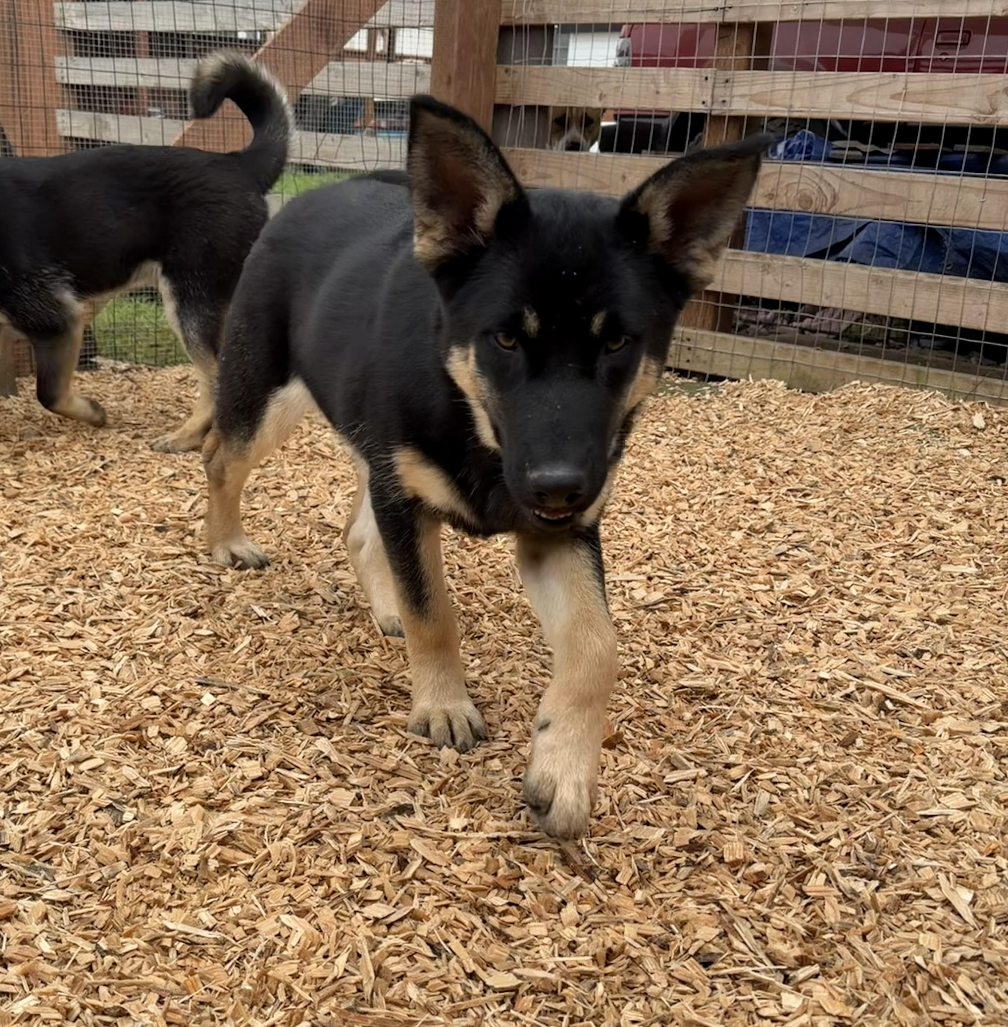 Enlarge Buttercup, an adopted German Shepherd Dog in stockton, CA image 3/5
