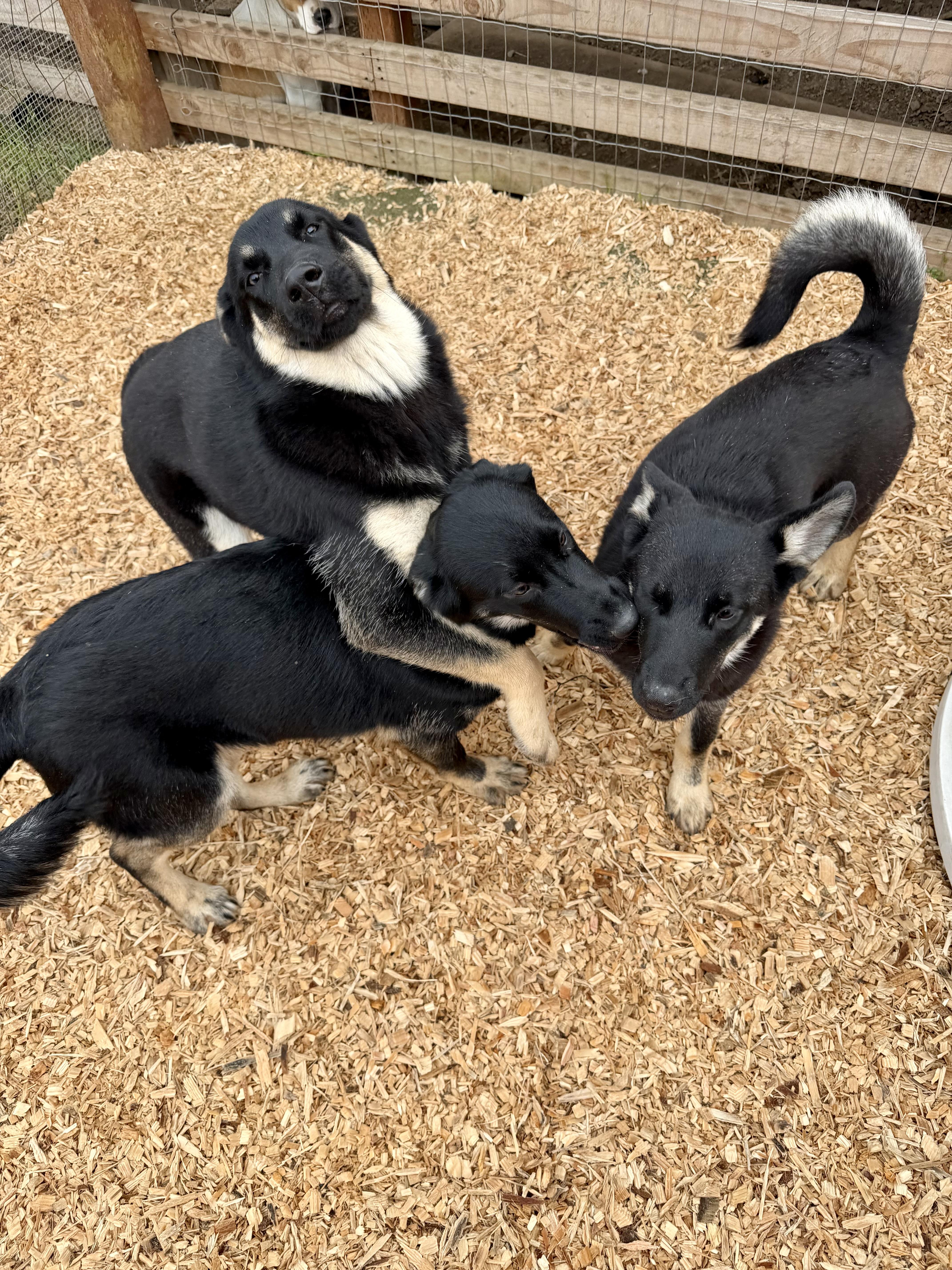 Enlarge Buttercup, an adopted German Shepherd Dog in stockton, CA image 2/5