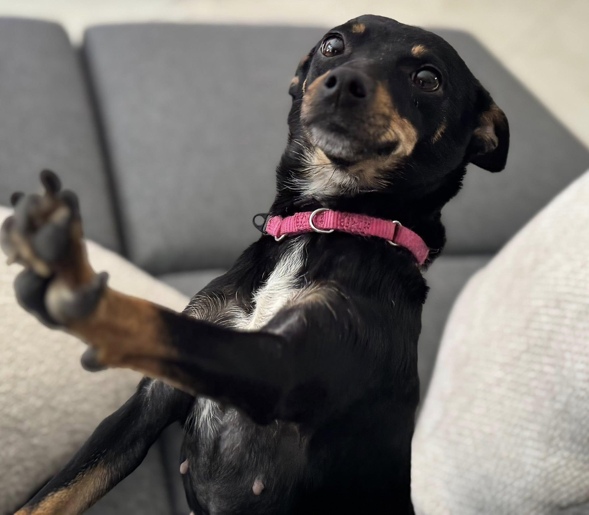 Enlarge Pepper, an adopted Miniature Pinscher in Palm springs, FL image 2/4