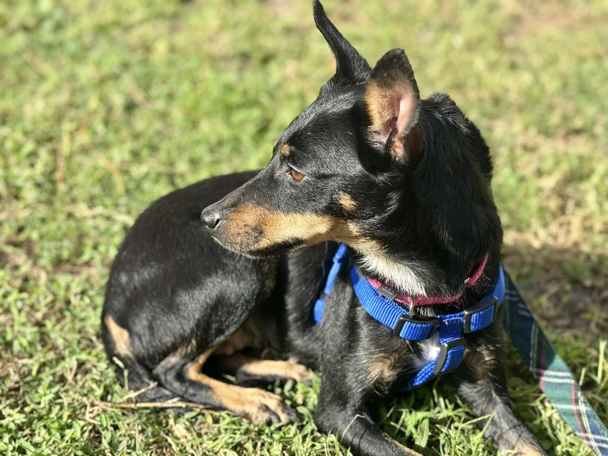 Enlarge Pepper, an adopted Miniature Pinscher in Palm springs, FL image 3/4