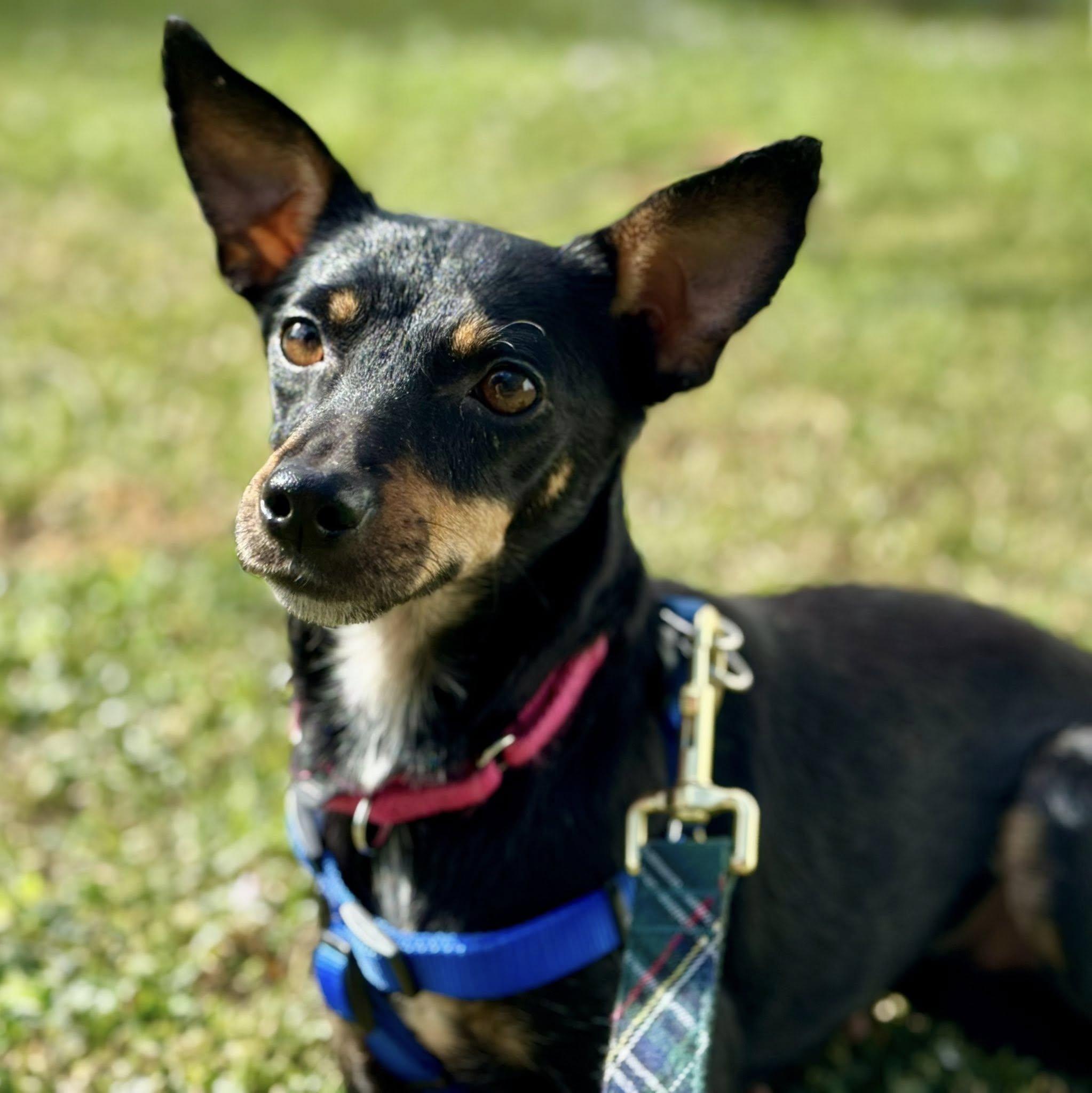 Pepper, adopted, Young Female Miniature Pinscher.