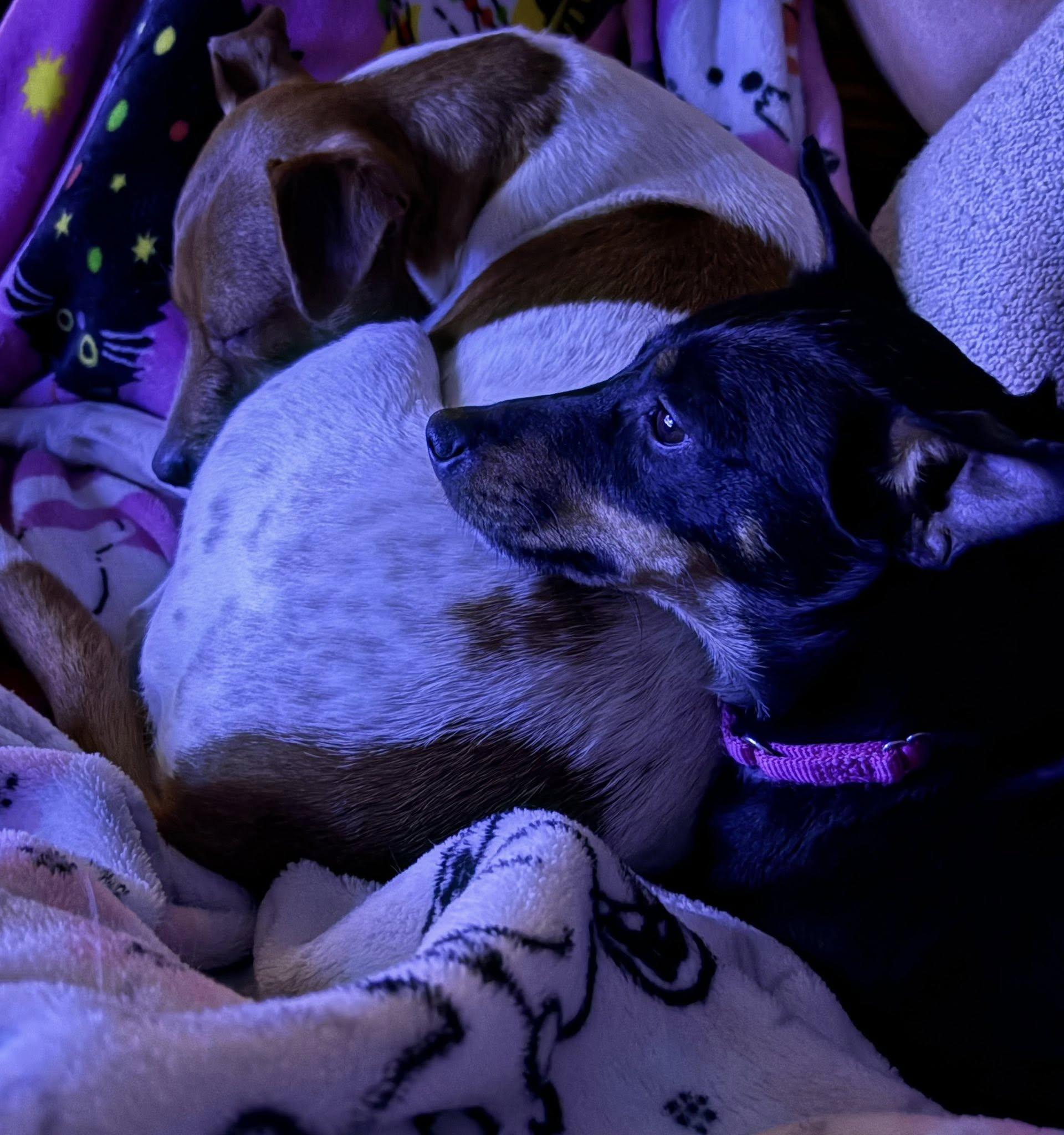 Enlarge Pepper, an adopted Miniature Pinscher in Palm springs, FL image 4/4