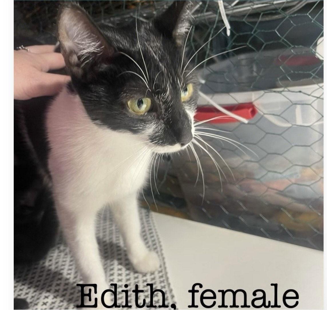 Enlarge Edith, a Adoptable Domestic Short Hair in Land O Lakes, FL image 1/1