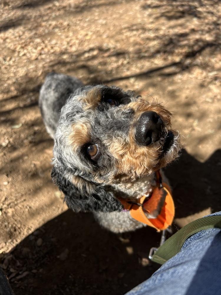 Enlarge Gibby, a Adoptable mixed breed in Jamestown, CA image 1/5