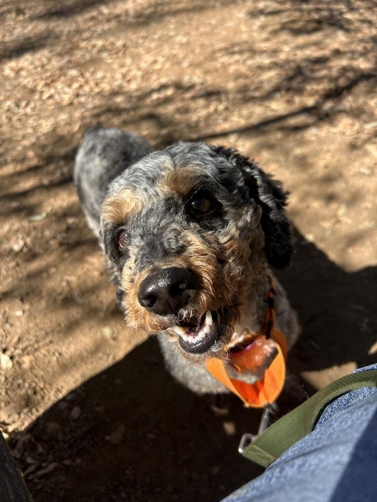 Enlarge Gibby, a Adoptable mixed breed in Jamestown, CA image 2/5