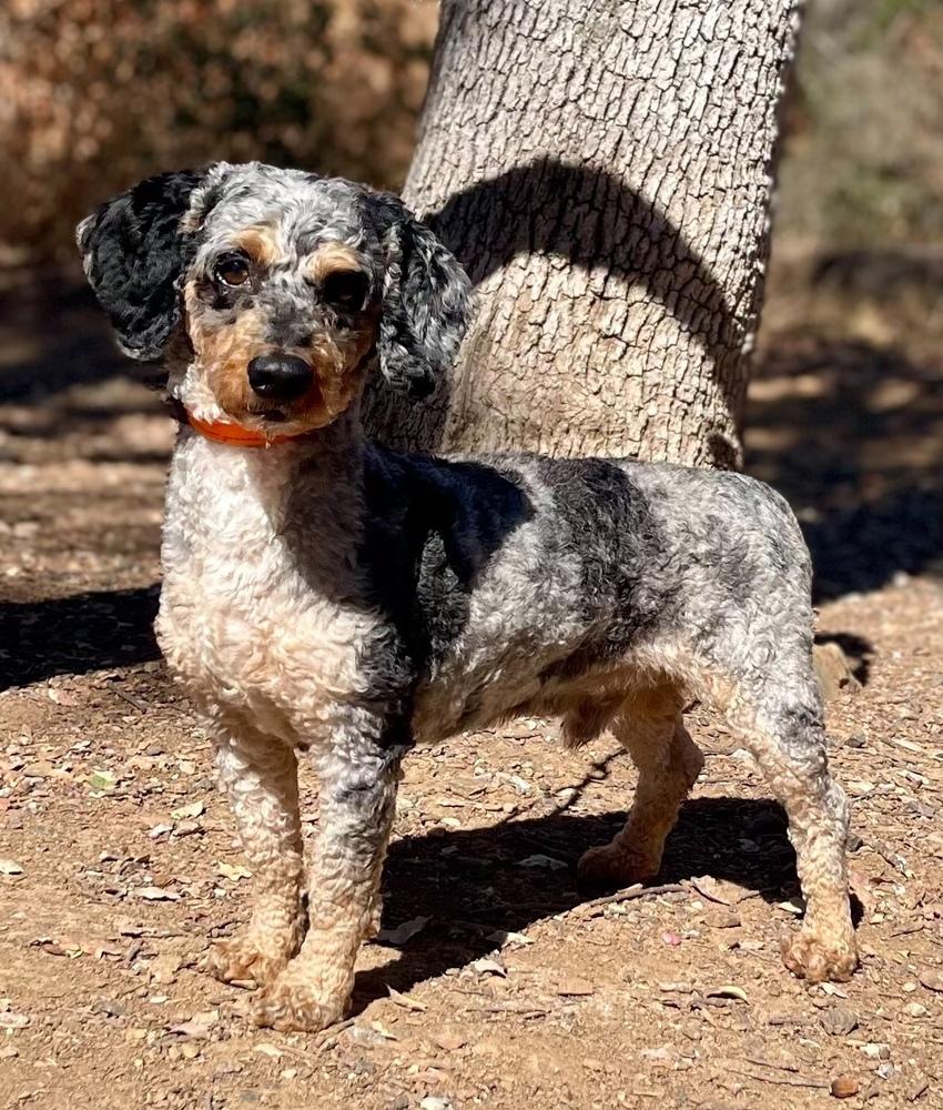Enlarge Gibby, a Adoptable mixed breed in Jamestown, CA image 3/5