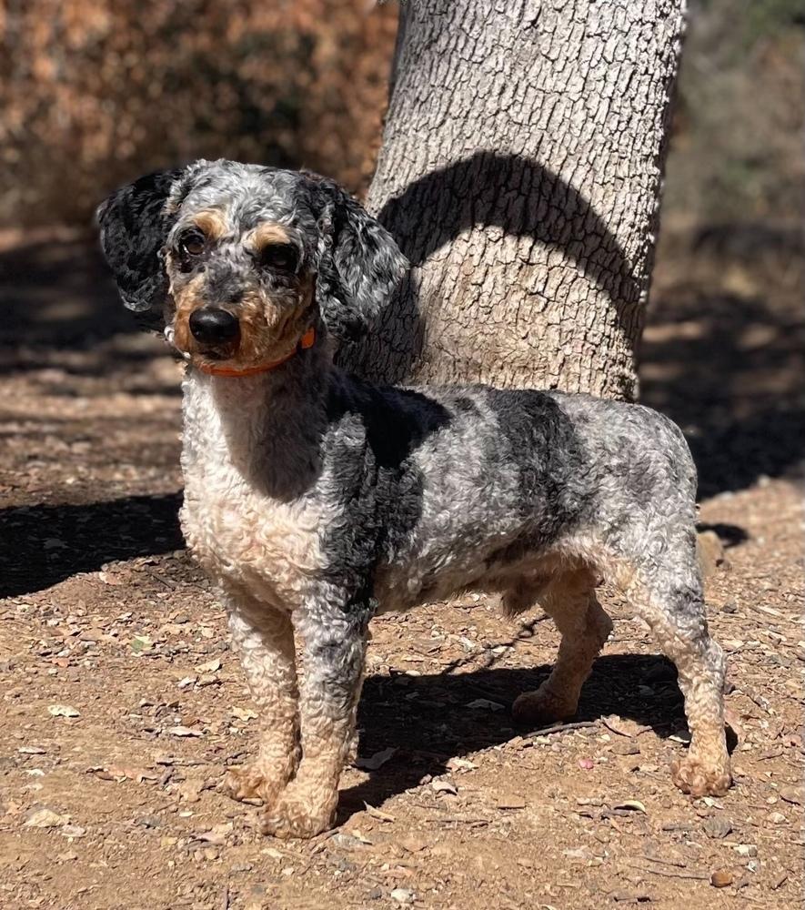 Enlarge Gibby, a Adoptable mixed breed in Jamestown, CA image 4/5