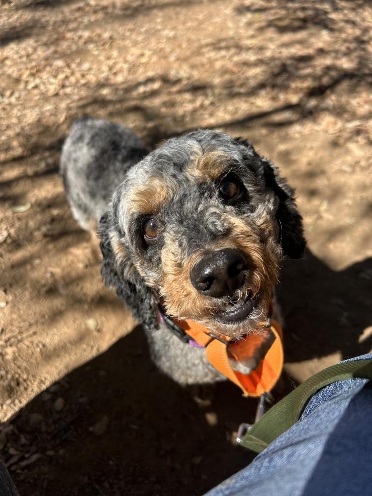 Enlarge Gibby, a Adoptable mixed breed in Jamestown, CA image 5/5