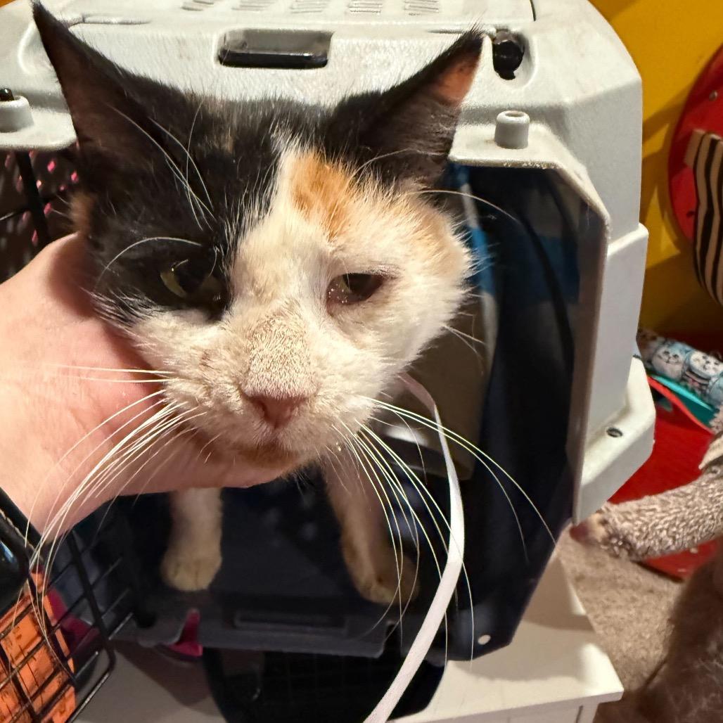 Molly, Adoptable, Senior Female Domestic Short Hair.