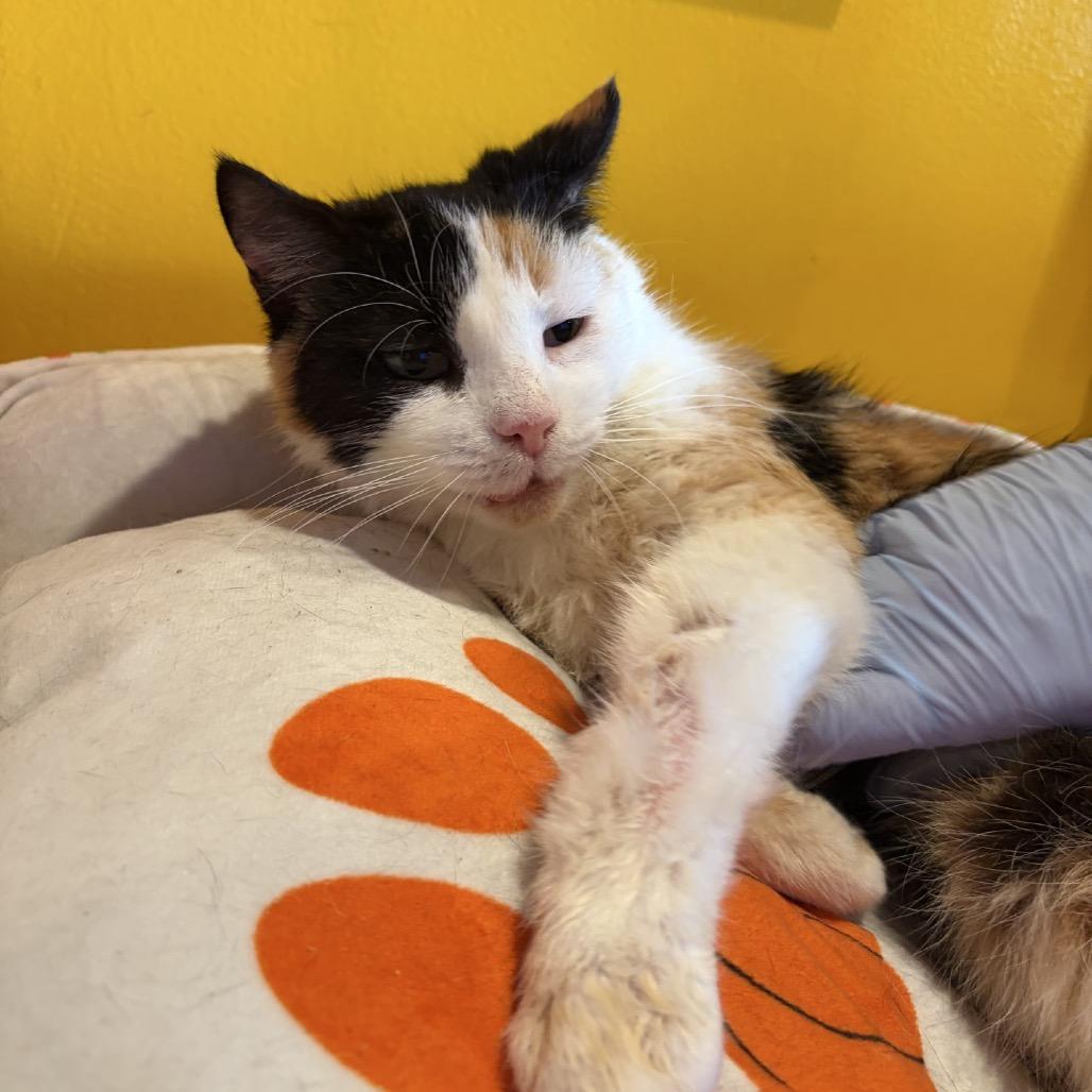 Enlarge Molly, a Adoptable Domestic Short Hair in Howard beach, NY image 2/3