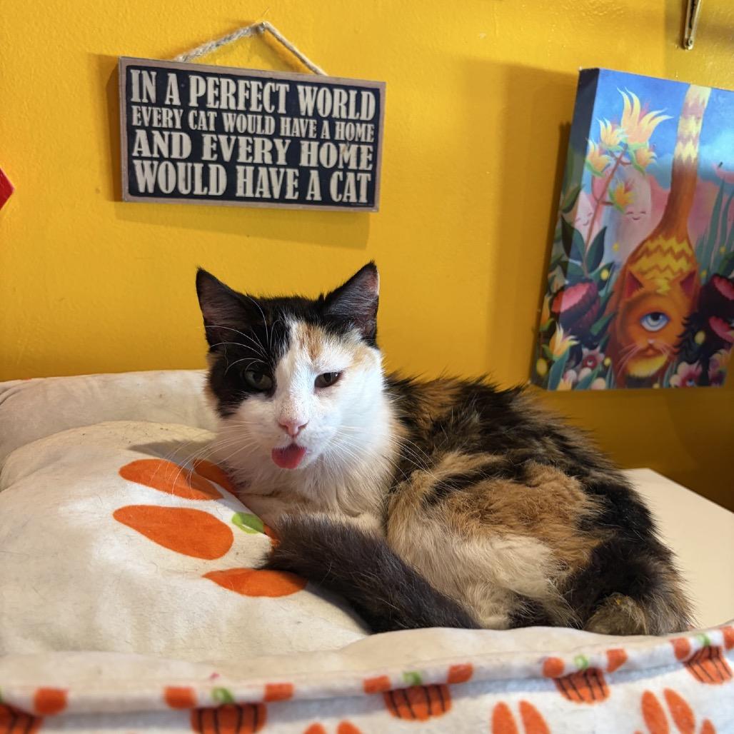 Enlarge Molly, a Adoptable Domestic Short Hair in Howard beach, NY image 3/3