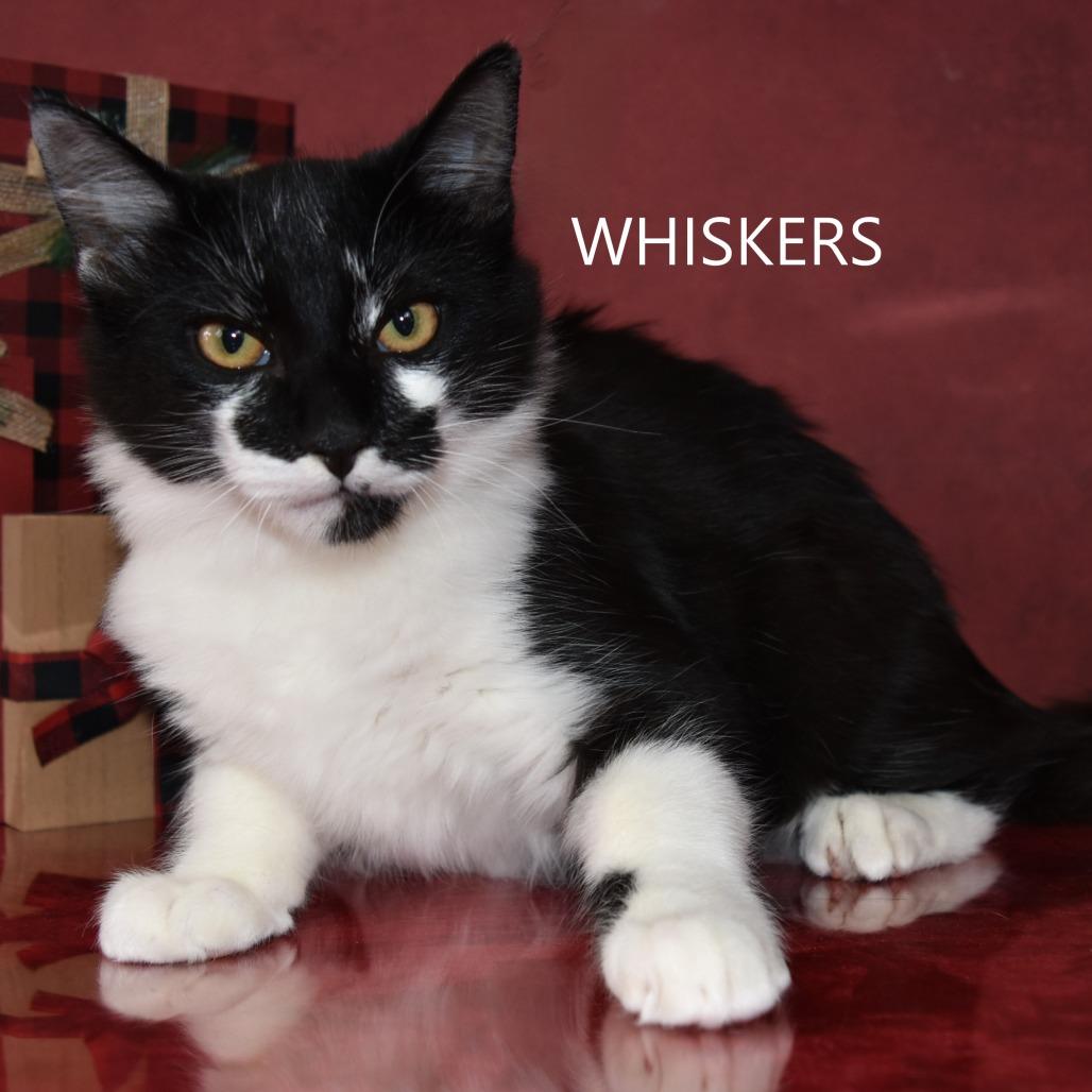 Enlarge Whiskers, a Adoptable Domestic Short Hair in Yuma, AZ image 1/2