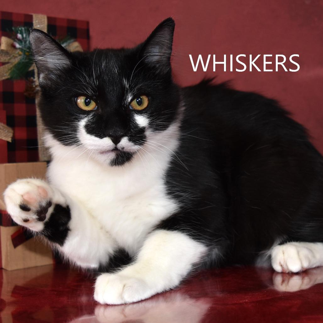 Enlarge Whiskers, a Adoptable Domestic Short Hair in Yuma, AZ image 2/2