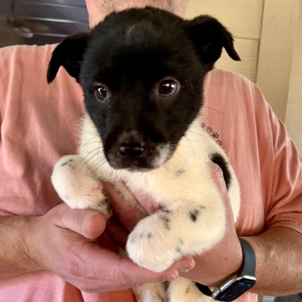 Kristoff, Adoptable, Puppy Male Mixed Breed.