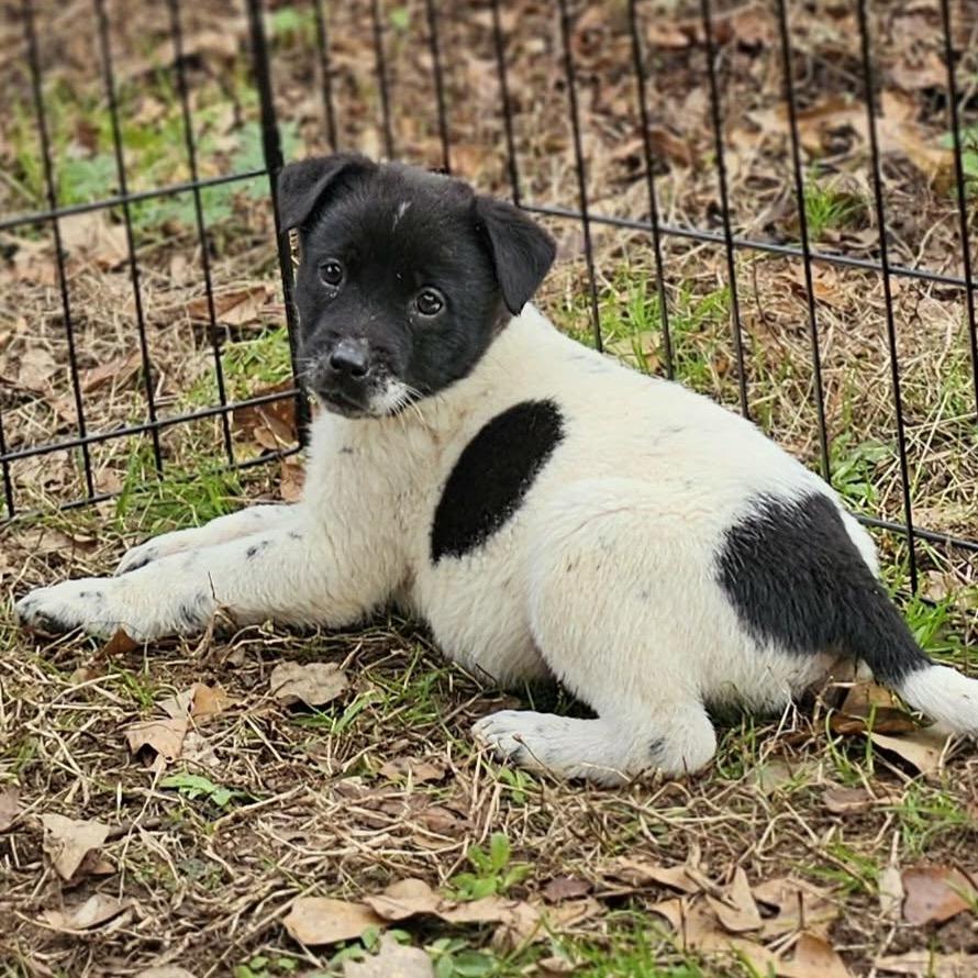 Enlarge Kristoff, a Adoptable Mixed Breed in Opelika, AL image 2/6