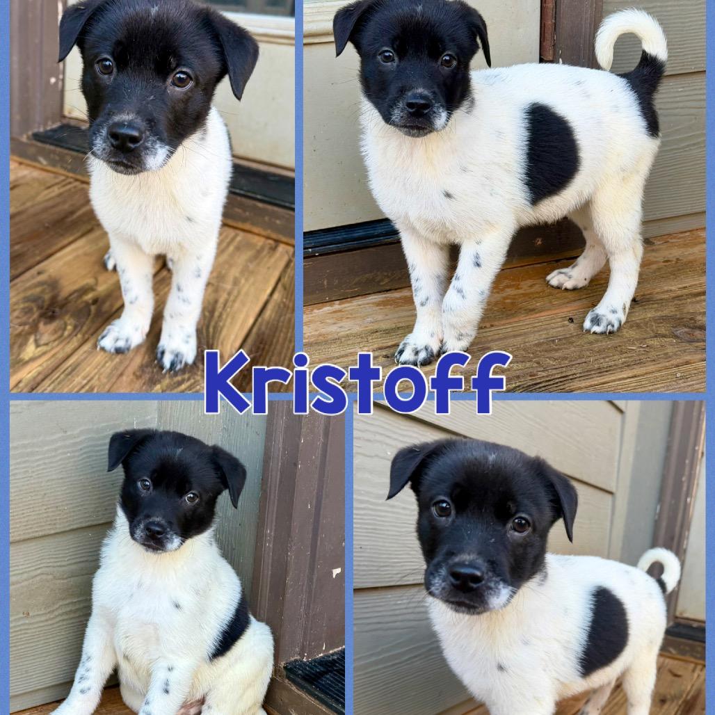 Enlarge Kristoff, a Adoptable Mixed Breed in Opelika, AL image 3/6