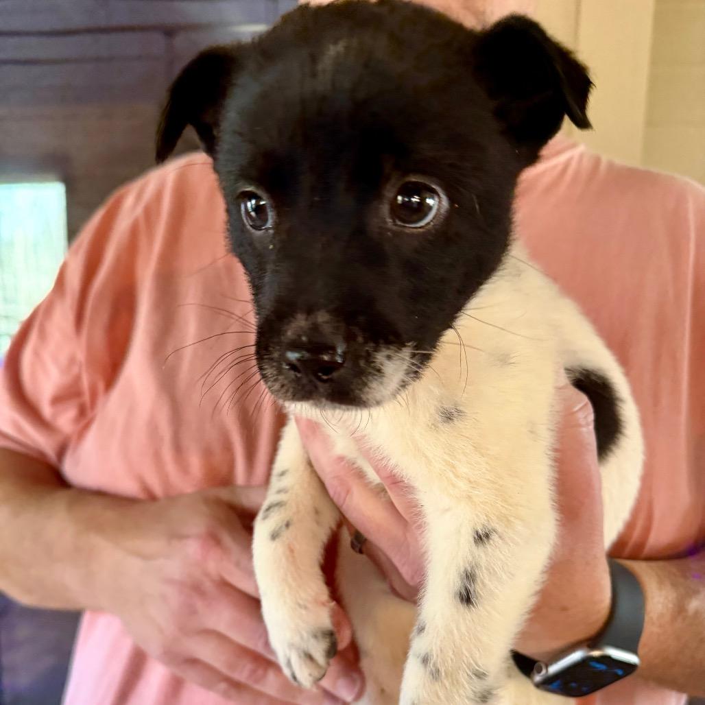 Enlarge Kristoff, a Adoptable Mixed Breed in Opelika, AL image 4/6